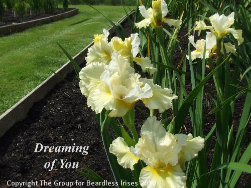 sib Dreaming of You (1)